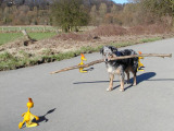 Nikita in Bedrängniss